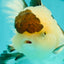 AAA Grade BULLDOG Panda Oranda Female 5-5.5 inches #1018OR_20