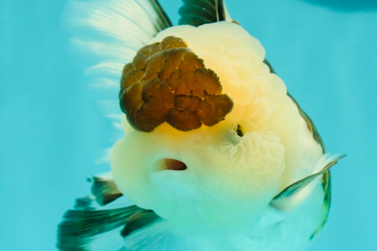 AAA Grade BULLDOG Panda Oranda Female 5-5.5 inches #1018OR_20