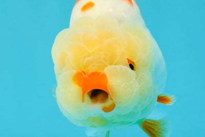 A Grade Red White LionQueen 4.5-5  inches #031326LC_09