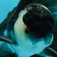A Grade Panda Oranda Male 5 inches #050225OR_09