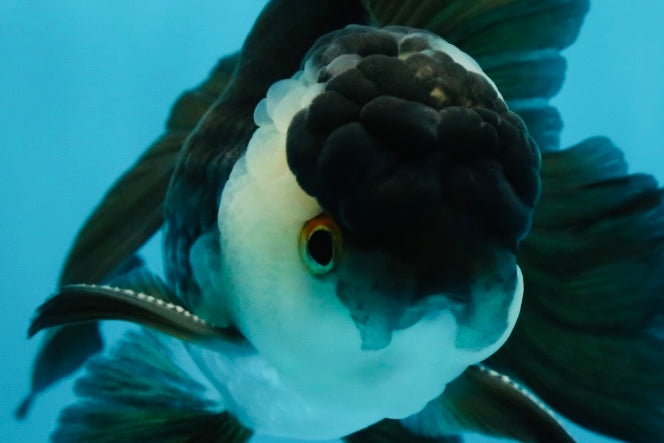 A Grade Panda Oranda Male 5 inches #050225OR_09