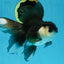Panda Oranda Female 5.5 inches #100325OR_17