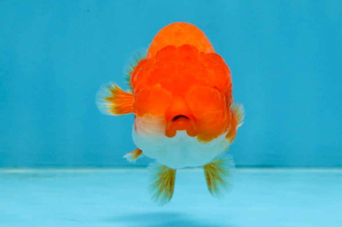 A Grade Red White LionQueen 4 inches #112825LC_04