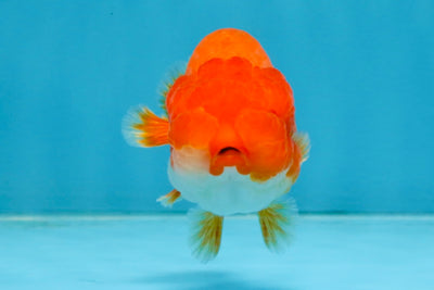 A Grade Red White LionQueen 4 inches #112825LC_04