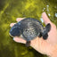 UNIQUE AAA Grade Strong Body Structure Platinum Blue Ranchu Female 4.5-5 inches #061926RC_09