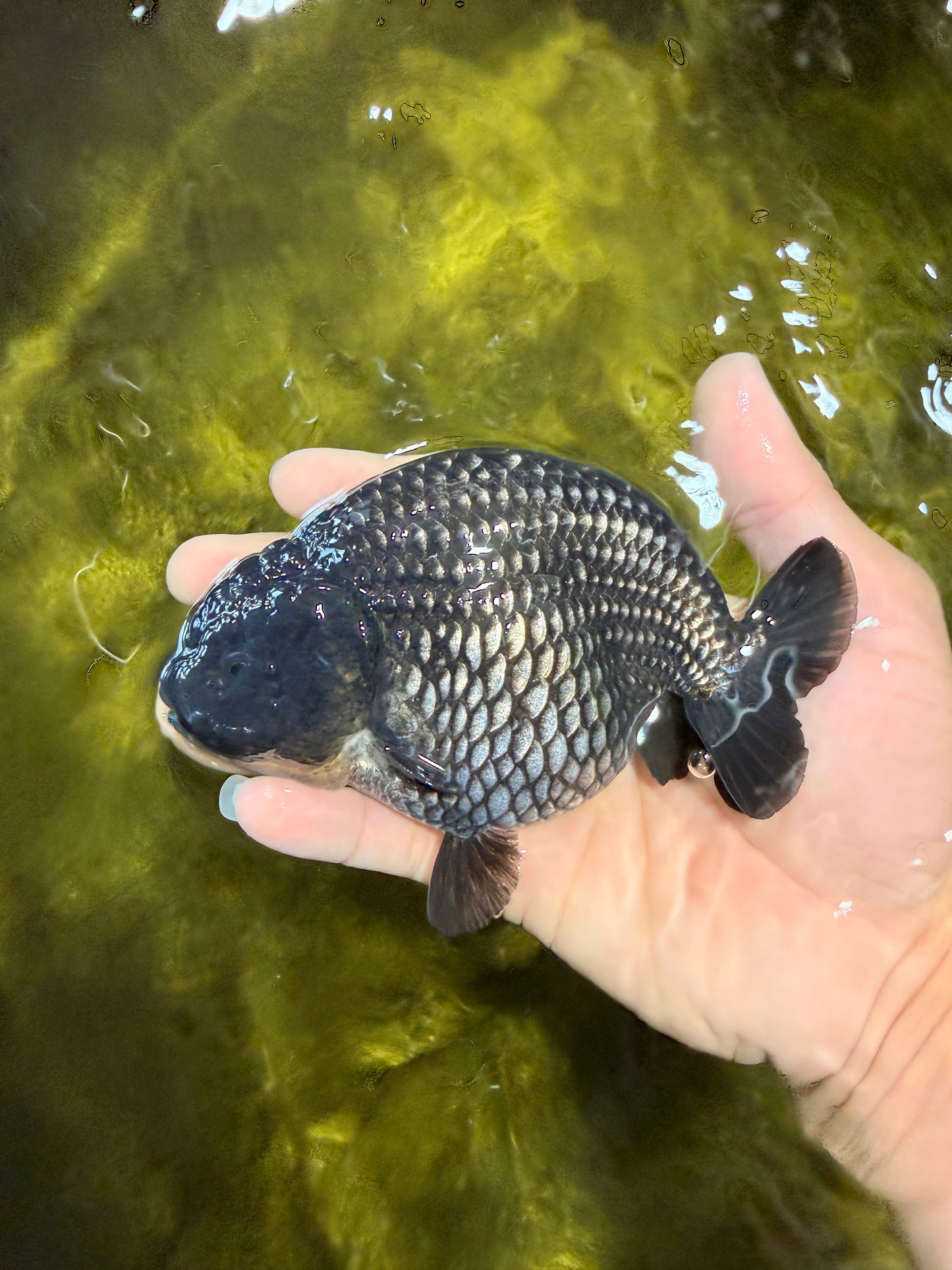 UNIQUE AAA Grade Strong Body Structure Platinum Blue Ranchu Female 4.5-5 inches #061926RC_09