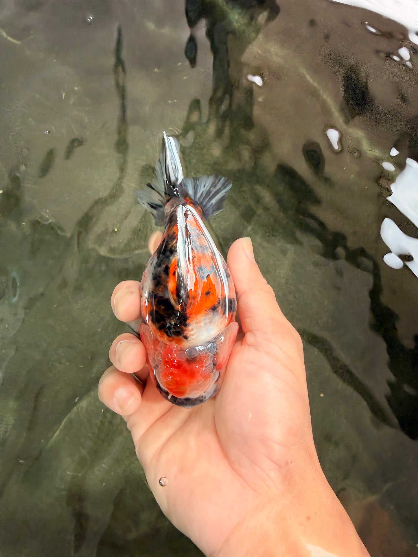 AAA Grade Calico Tiger Yuanbao Male 4.5-5 inches #062626YB_17