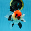 CHARLIE CHAPLIN A Grade Tricolor Oranda Male 5 inches #082225OR_15