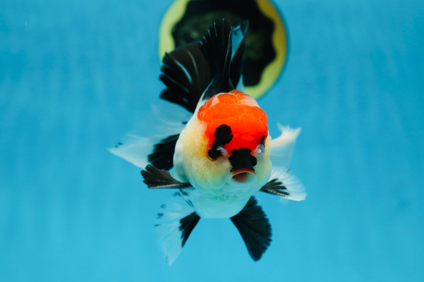 CHARLIE CHAPLIN A Grade Tricolor Oranda Male 5 inches #082225OR_15