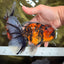 Tiger Oranda Male 6.5 inches #081426OR_02