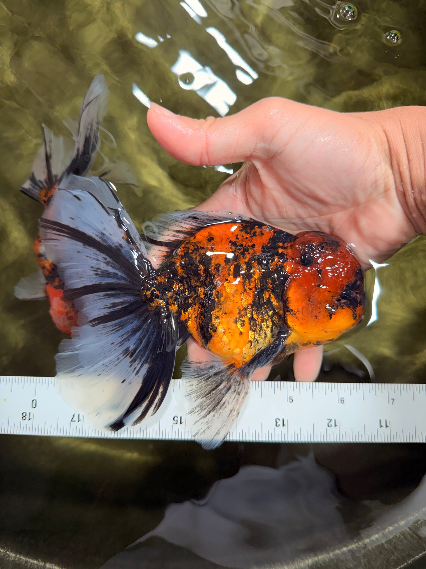 Tiger Oranda Male 6.5 inches #081426OR_02