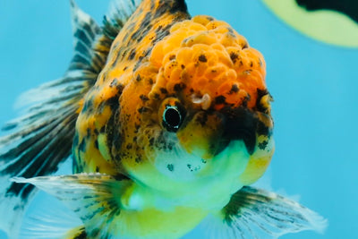 Tiger Prince Oranda Male 4.5-5 inches #011025OR_08