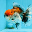 CHUNKY AAA Grade Kirin Calico Oranda Male 6.5 inches #041026OR_02
