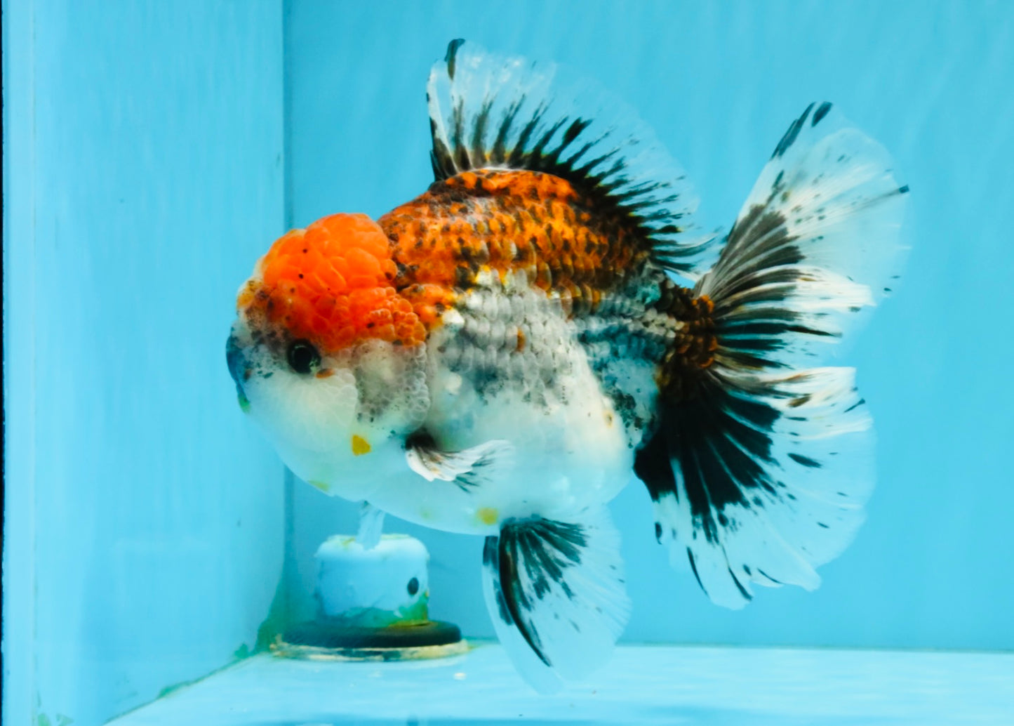 CHUNKY AAA Grade Kirin Calico Oranda Male 6.5 inches #041026OR_02