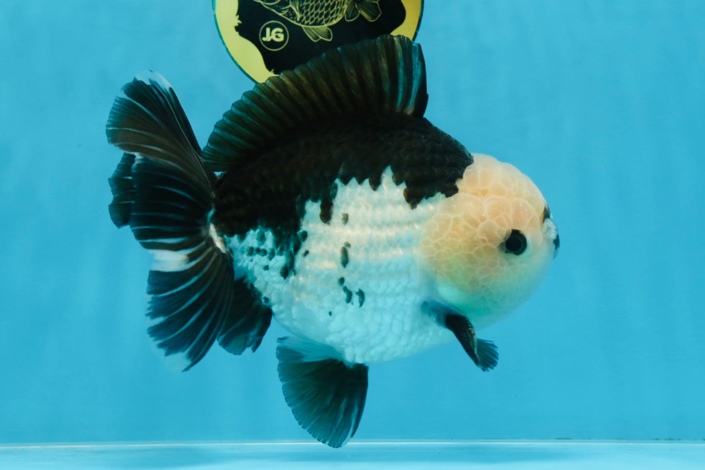 AAA Grade CHONKY Panda Button Eyes Yuanbao Male 6-6.5 inches #100325YB_01