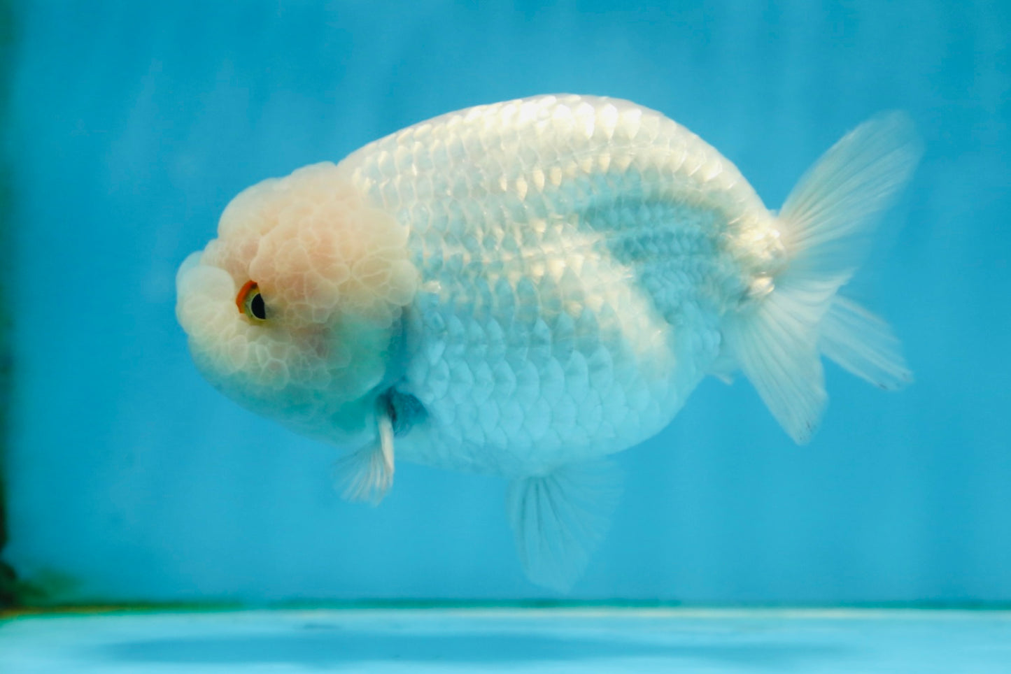 AAA Grade Snow White LionKing 5-5.5 inches #082925LC_18