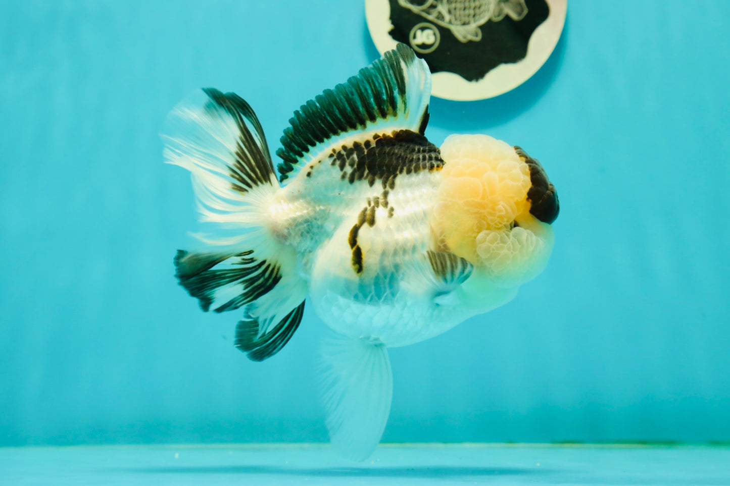 AAA Grade BULLDOG Panda Oranda Female 5-5.5 inches #1018OR_20