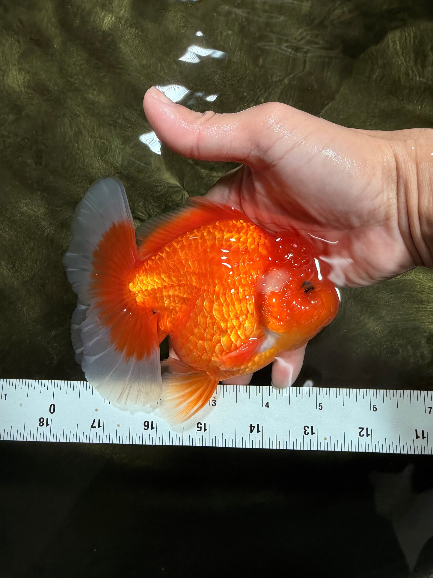 CHUBBY A Grade Red White Oranda Male 5-5.5 inches #040326OR_19