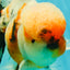 AAA Grade Calico Oranda Male 6-6.5 inches #070626OR_18