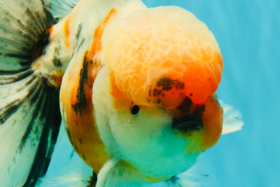 AAA Grade Calico Oranda Male 6-6.5 inches #070326OR_18