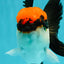 A Grade Villain Tricolor Oranda Male 5.5 inches #111524OR_30