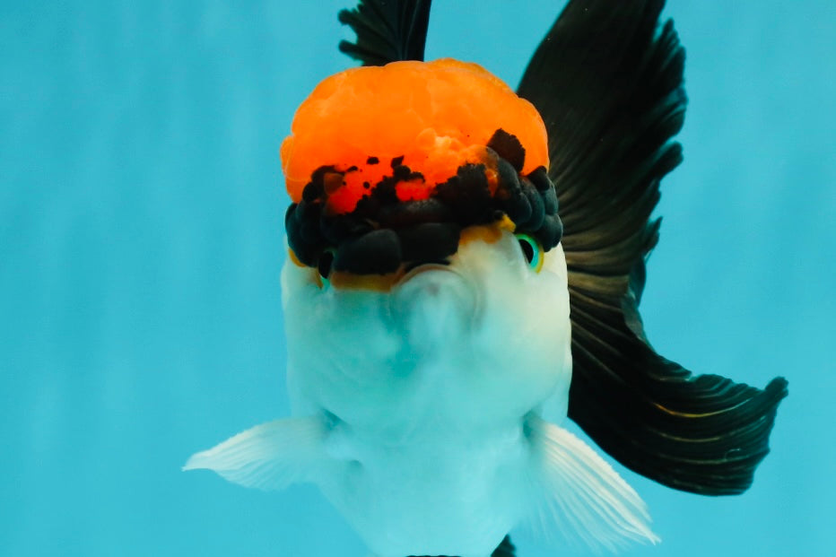 A Grade Villain Tricolor Oranda Male 5.5 inches #111524OR_30