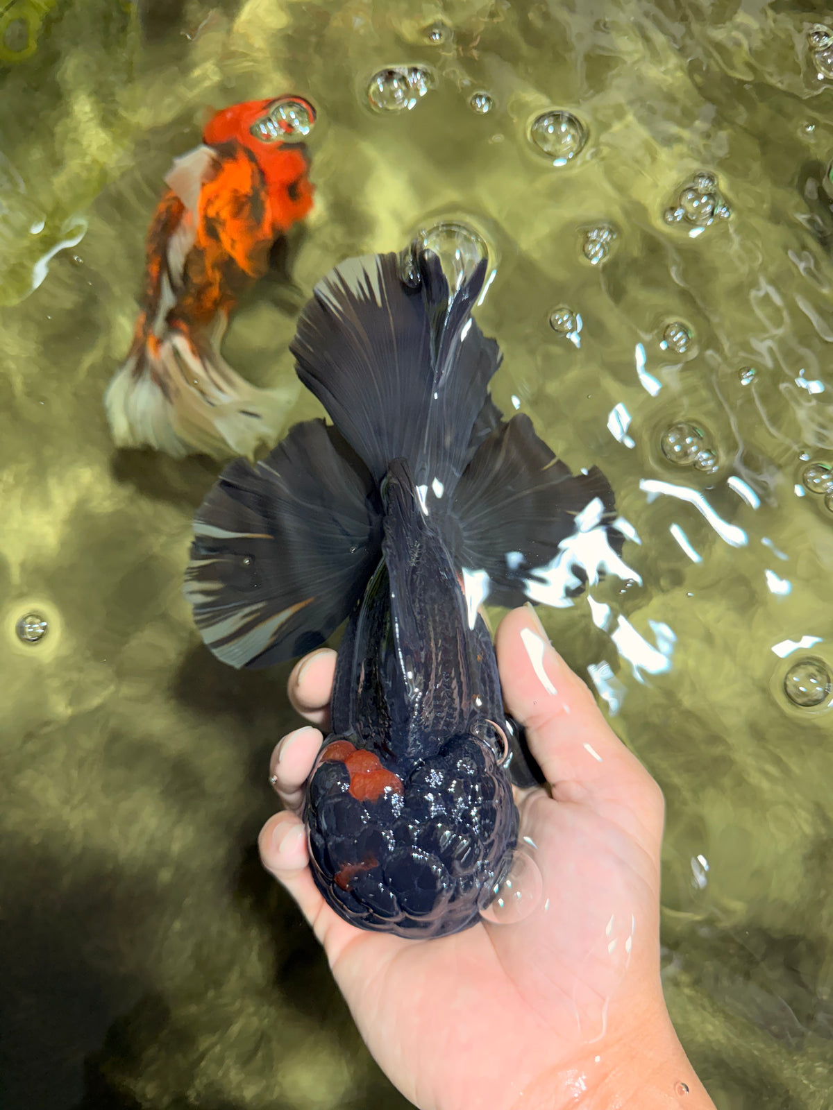 GODZILLA AAA Grade Black Lava Oranda Male 6.5-7 inches #092526OR_02