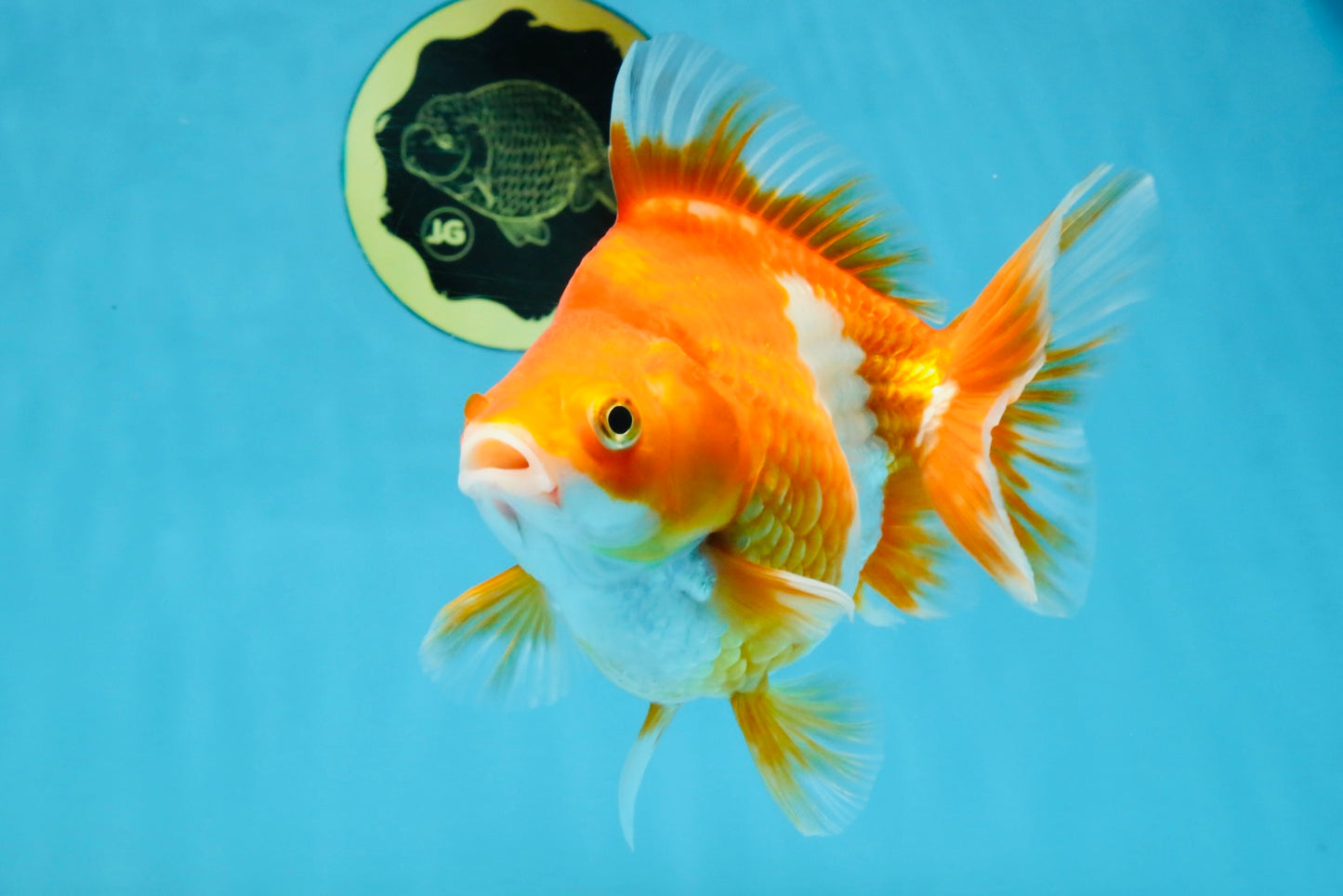 A Grade Red White Ryukin Female 5.5 inches #111425RK_05