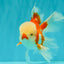 CHICKIE AAA Grade Red White Oranda Male 6 inches #072426OR_06