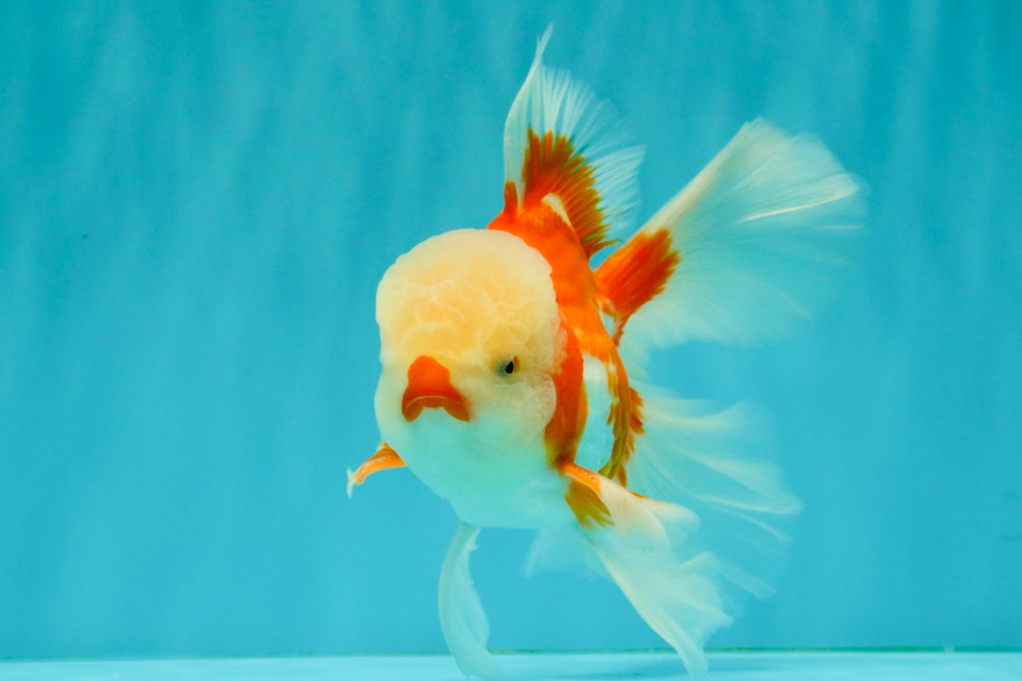 CHICKIE AAA Grade Red White Oranda Male 6 inches #072426OR_06