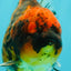 A Grade Tiger Oranda Male 5-5.5 inches #090426OR_06