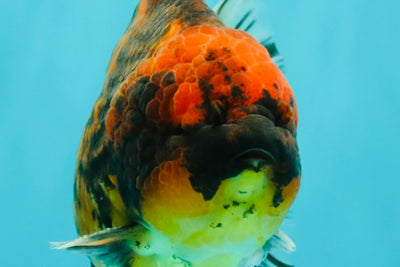 A Grade Tiger Oranda Male 5-5.5 inches #090426OR_06