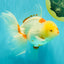 A Grade Red White Oranda Male 6 inches #102326OR_09