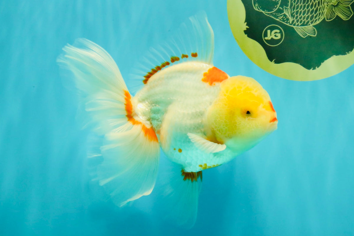 A Grade Red White Oranda Male 6 inches #102326OR_09