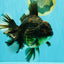 AAA Grade Broadtail Tiger Oranda Male 7.5 inches #073126OR_02