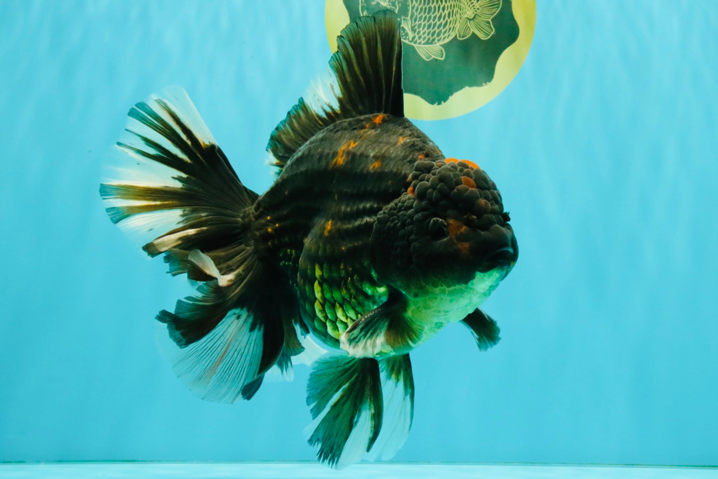 AAA Grade Broadtail Tiger Oranda Male 7.5 inches #073126OR_02