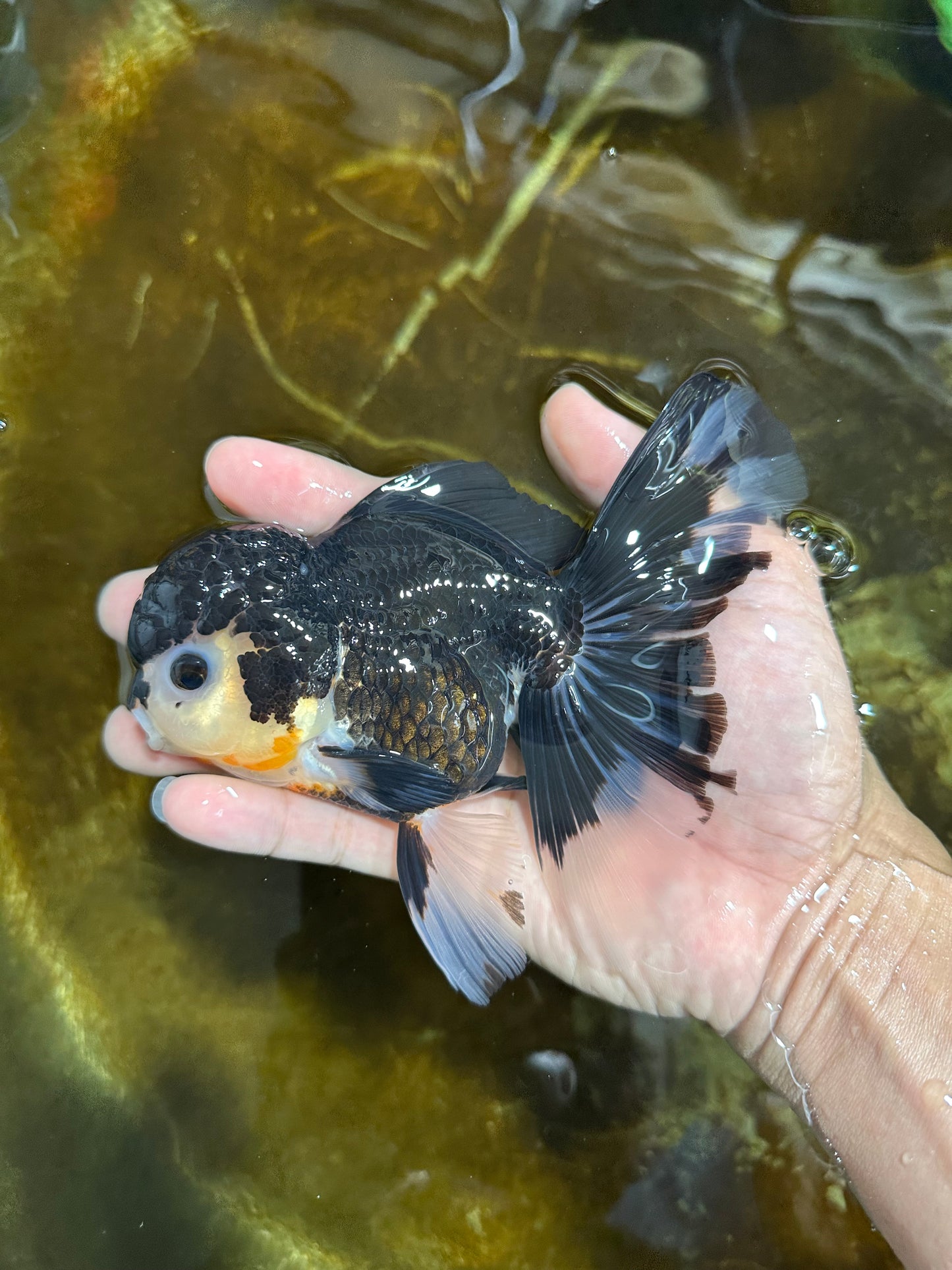 A Grade CHARLIE CHAPLIN Tricolor Button Eyes Oranda Female 5.5 inches #072525OR_21