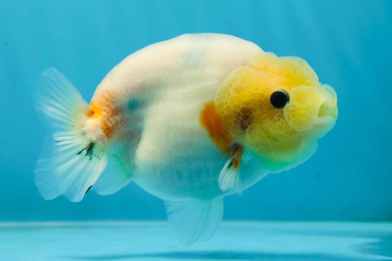 A Grade Sakura Button Eyes LionQueen 4 inches #050925LC_09