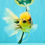 A Grade Sanke Oranda Male 6.5 inches #080726OR_20