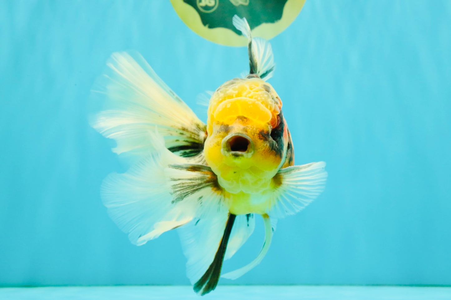 A Grade Sanke Oranda Male 6.5 inches #080726OR_20