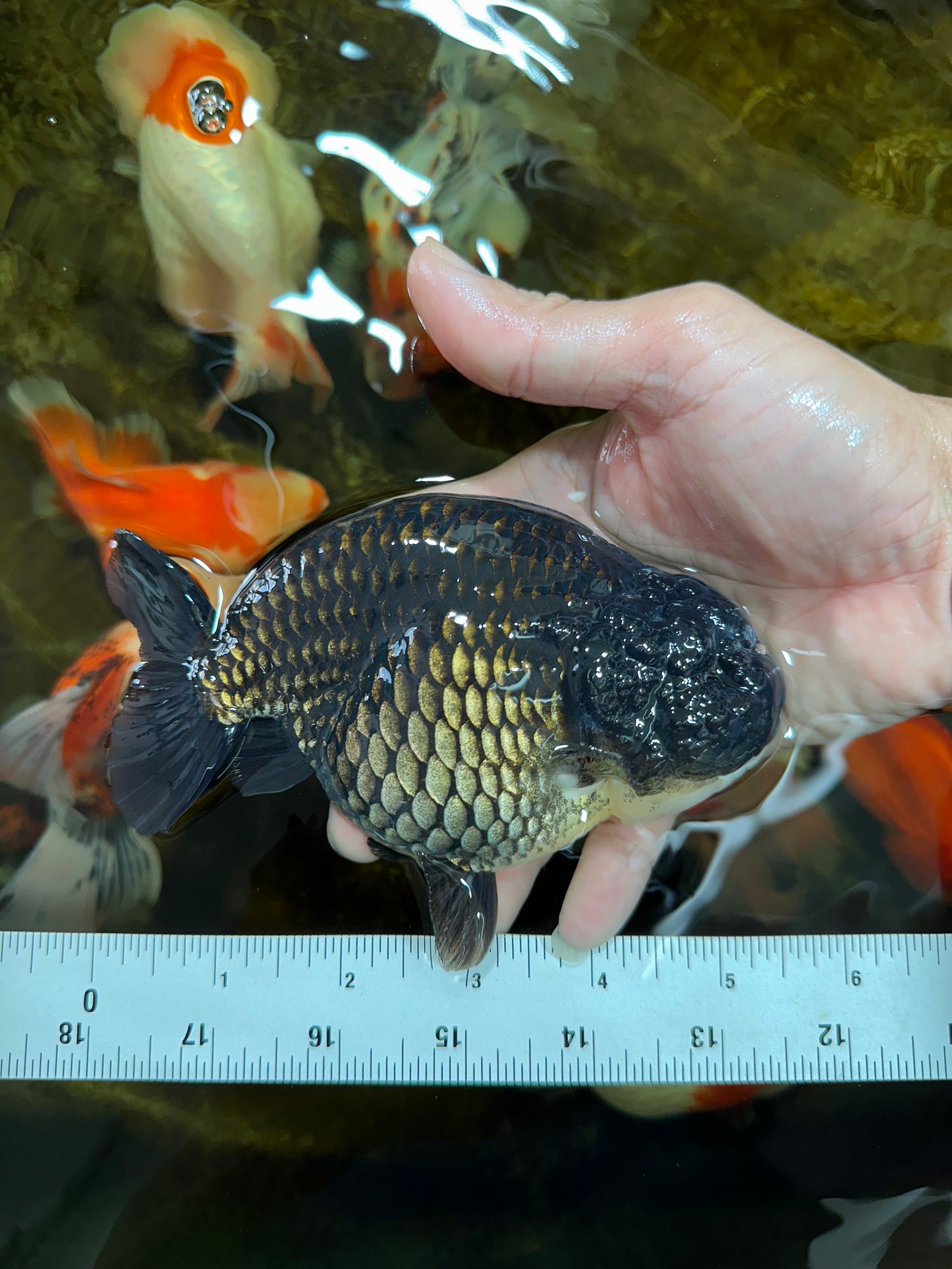 A Grade Black LionKing 5-5.5 inches #080825LC_24