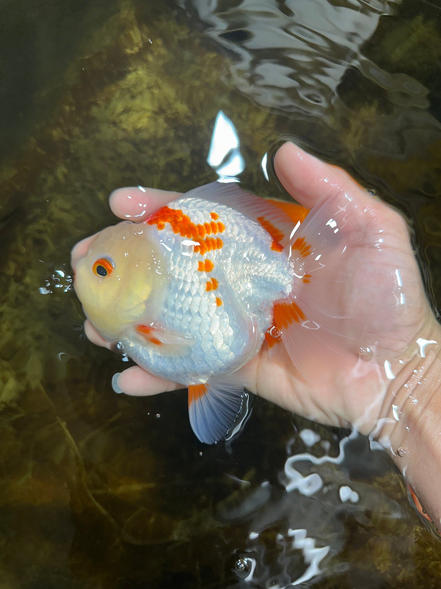 A Grade SUPER CUTE Red White Yuanbao Male 5 inches #090525YB_06