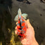 A Grade Tiger Yuanbao Male 5.5 inches #041726YB_15
