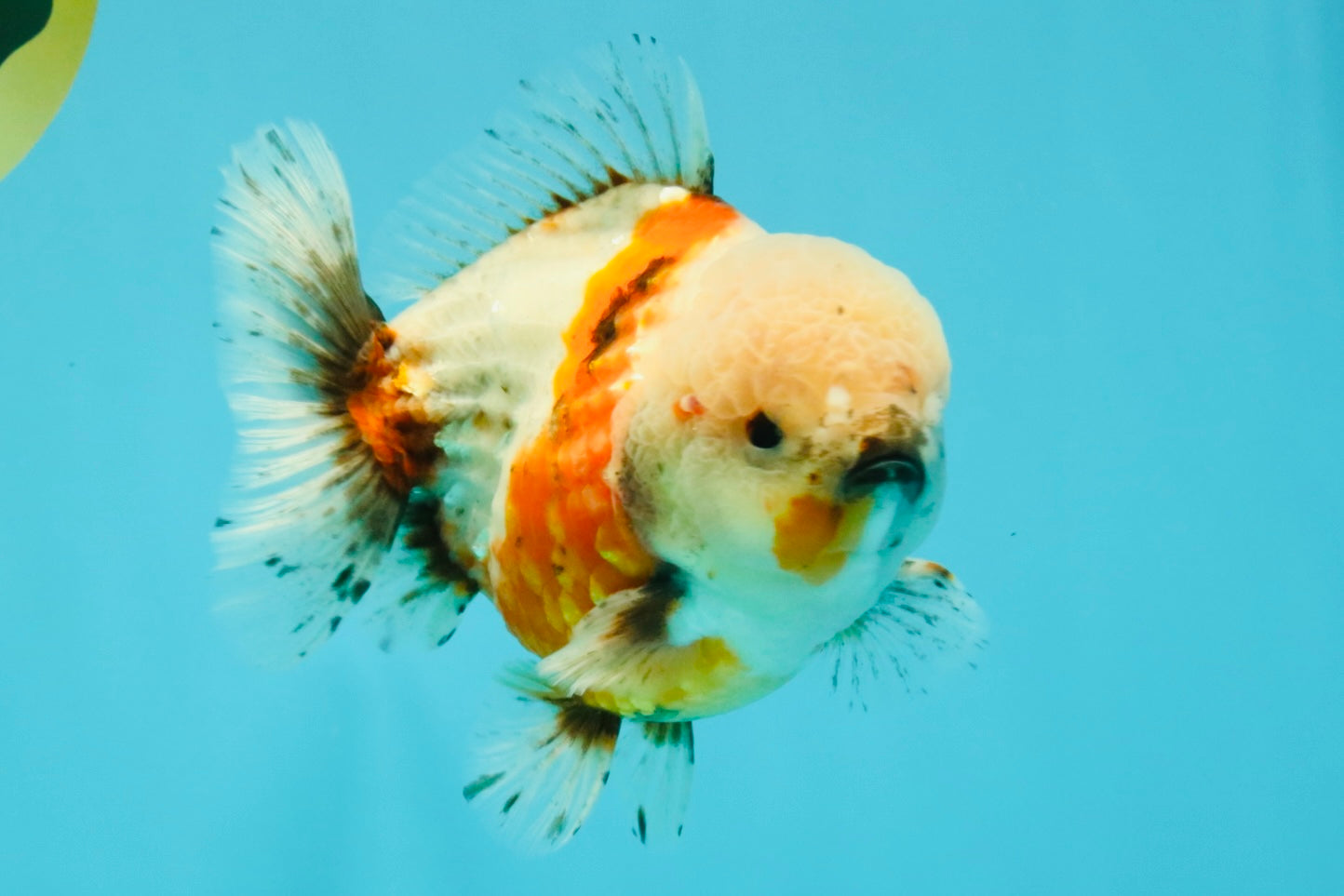 A Grade Sakura Yuanbao Male 5.5 inches #032026YB_23