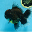 AAA Grade Young Godzilla Sakura Kirin Oranda Male 6 inches #081525OR_11