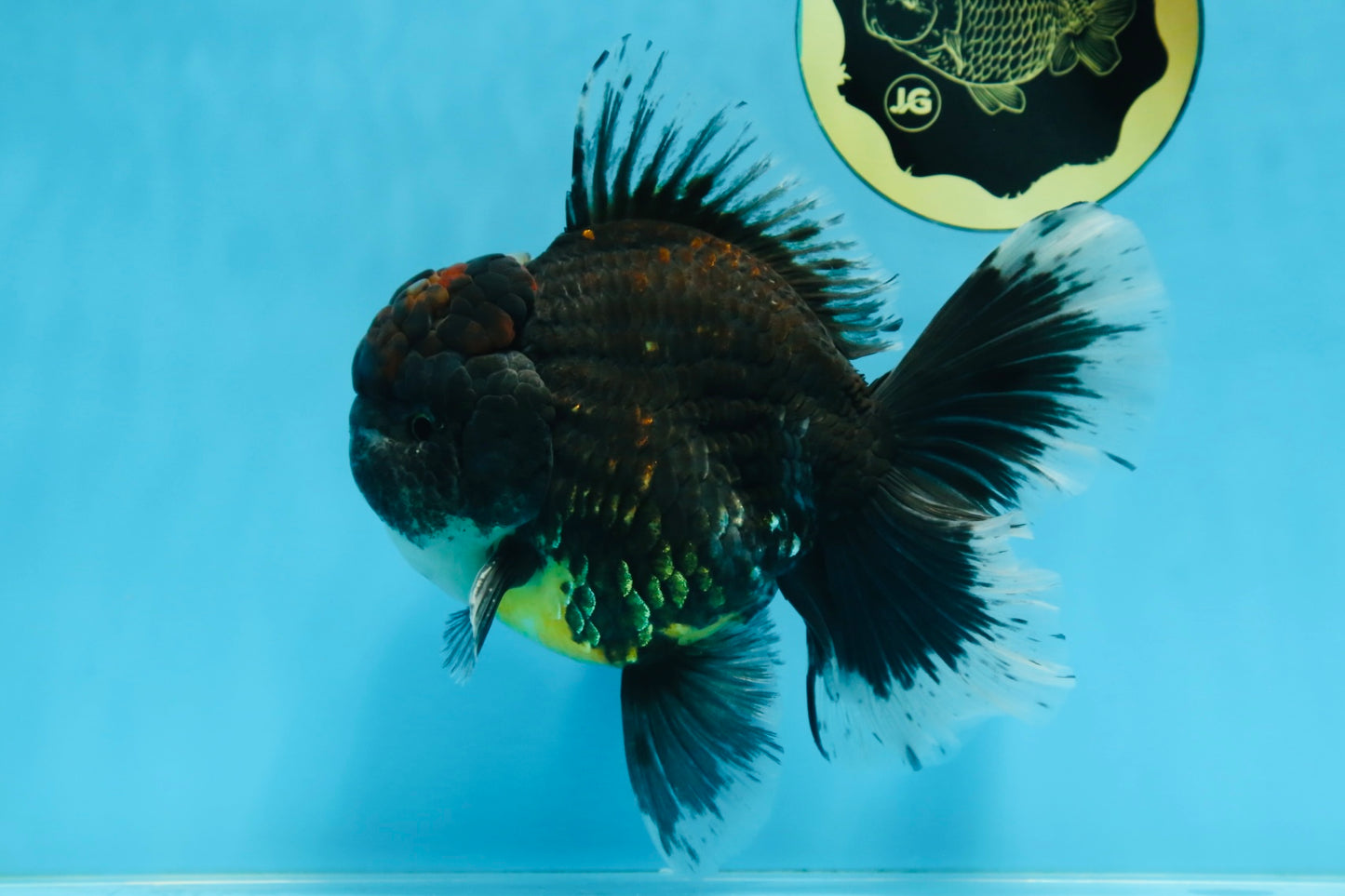 AAA Grade Young Godzilla Sakura Kirin Oranda Male 6 inches #081525OR_11