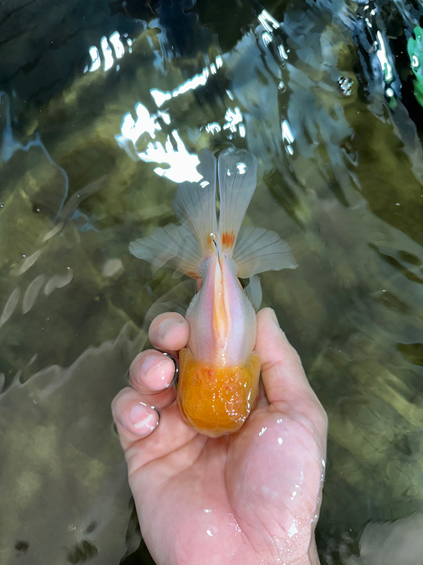 A Grade Lemonhead Oranda Male 5-inches #091225OR_28