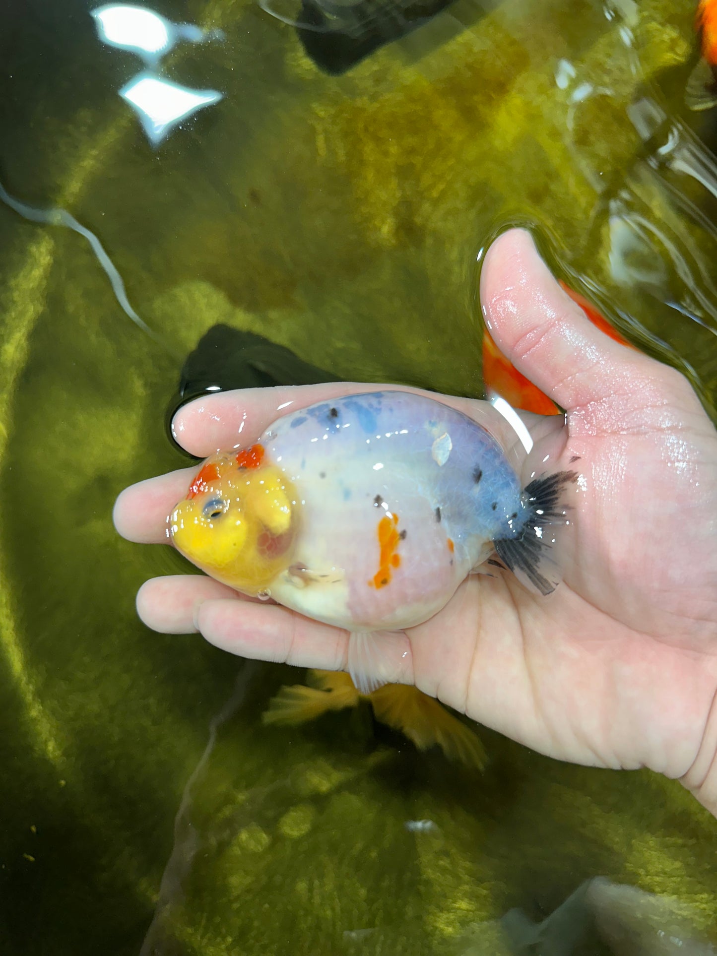 A Grade Cow Tricolor LionQueen 4 inches #050925LC_08