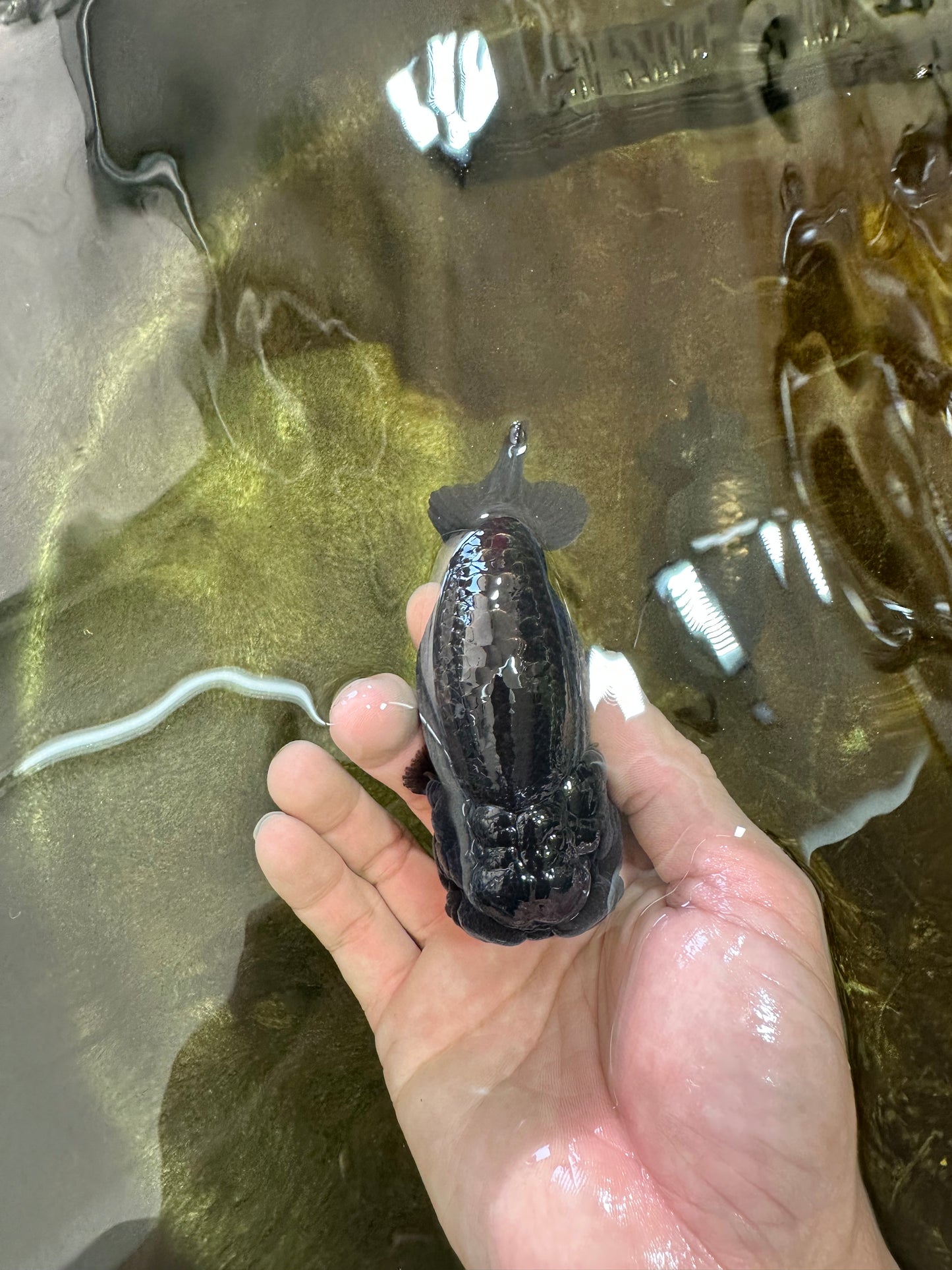 A Grade BIG WEN Black LionKing 4-4.5 inches #062025LC_09