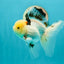 A Grade Lemonhead Tricolor Oranda Male 5 inches #111524OR_26